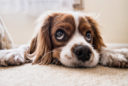 Dog with sad eyes laying on the carpet