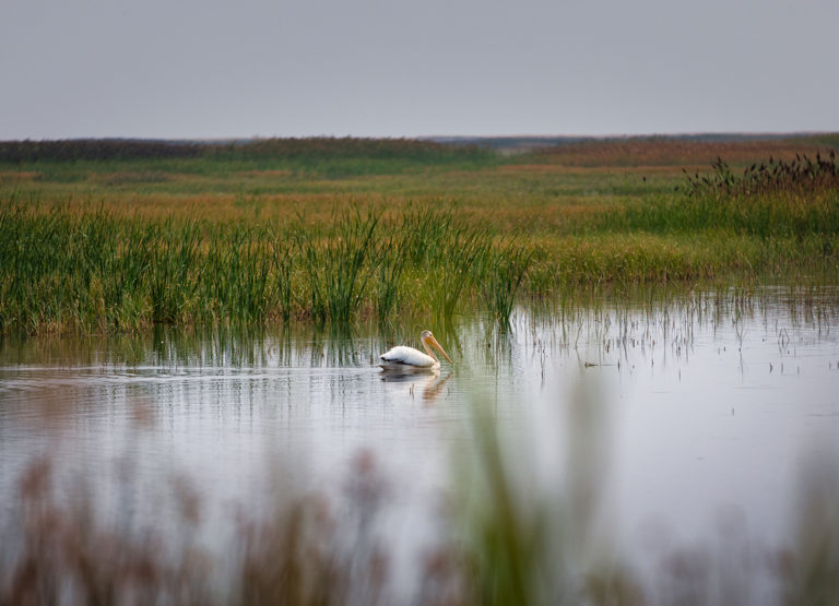 An American White Pelican forages in a marsh