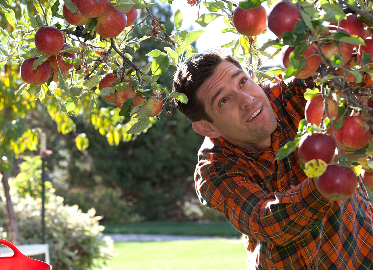man looking at an apple tree