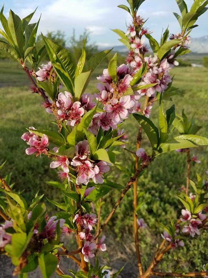 peach tree in bloom with pink petals.