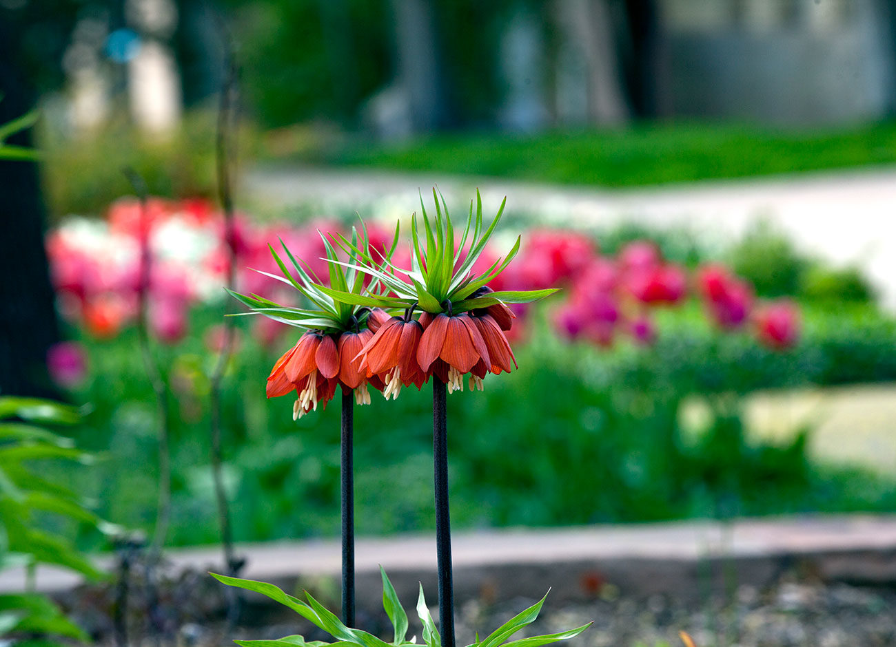 a group of pink crown imperial flowers in a flowerbed