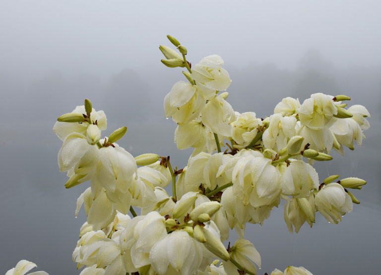 rain drenched yucca plant in bloom
