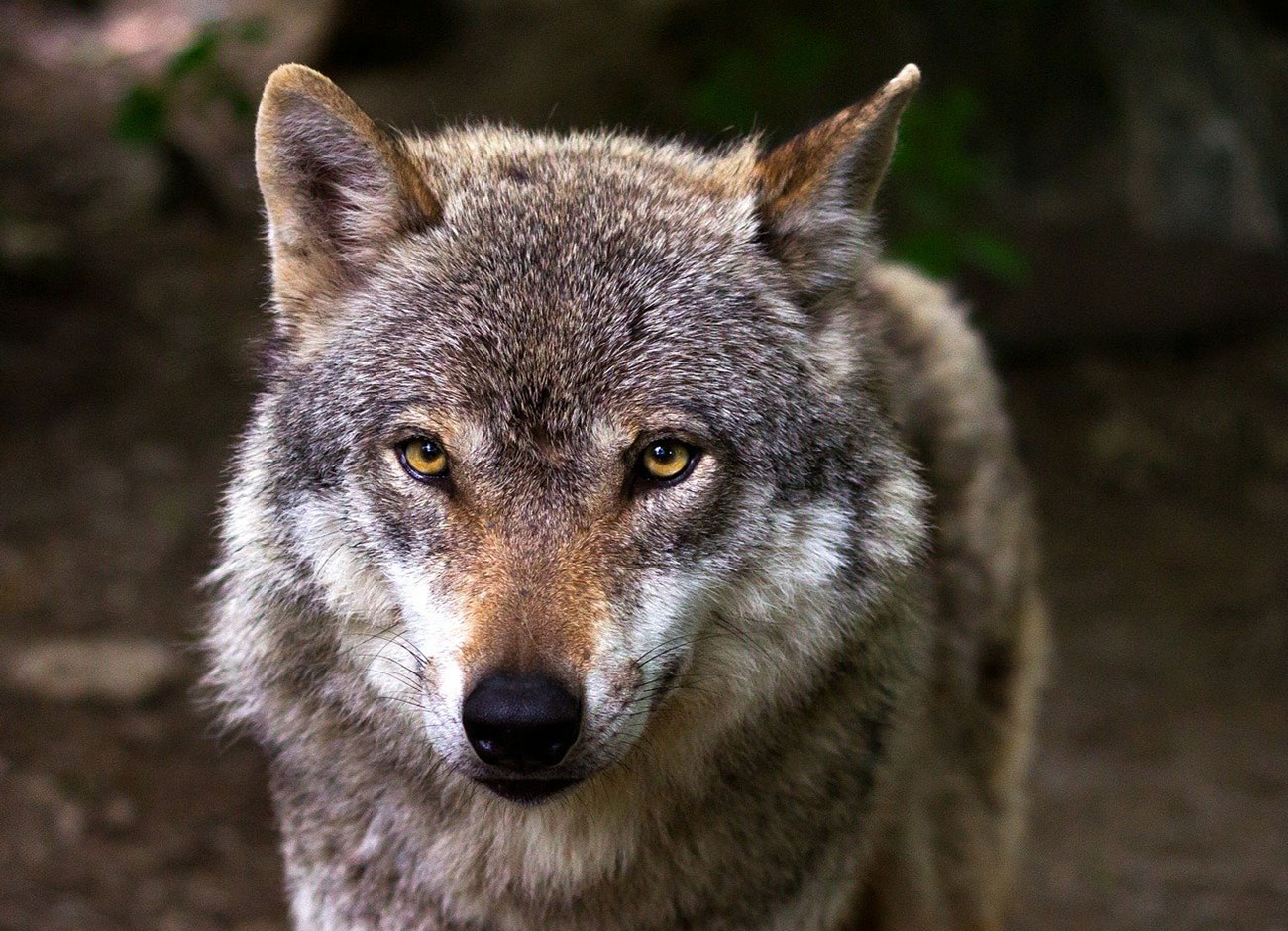 a close up photo of a gray wolf