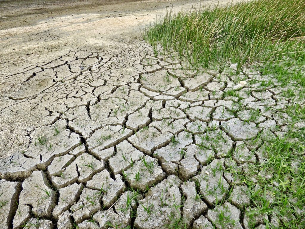 dry, cracked soil with tufts of grass