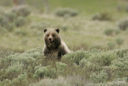 grizzly bear in a patch of sage brush