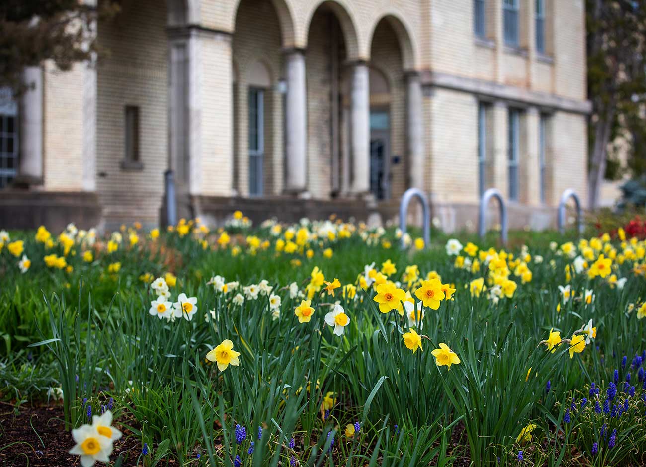 daffodils bloom on an empty campus