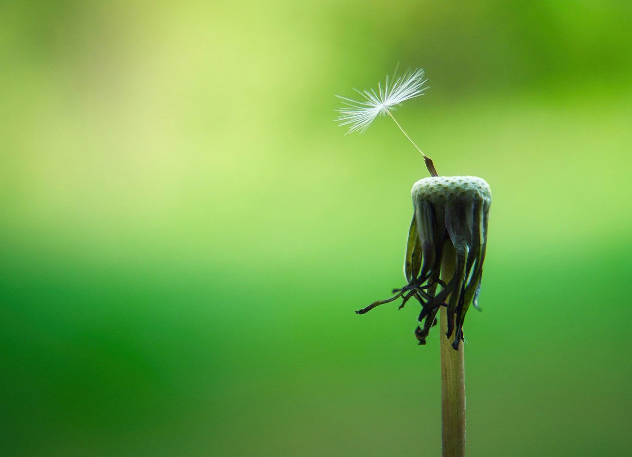 a dried dandelion with one final seed attached.