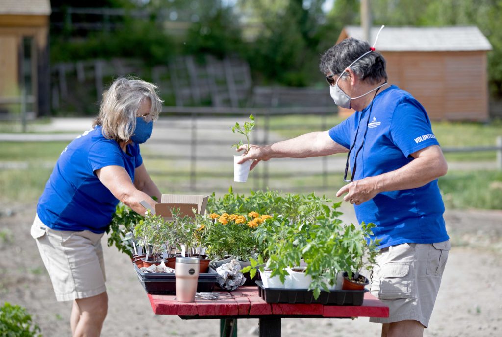 two master gardener volunteers organize seedlings on a table