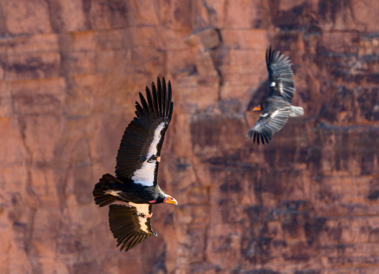 two California condors circle each other in flight