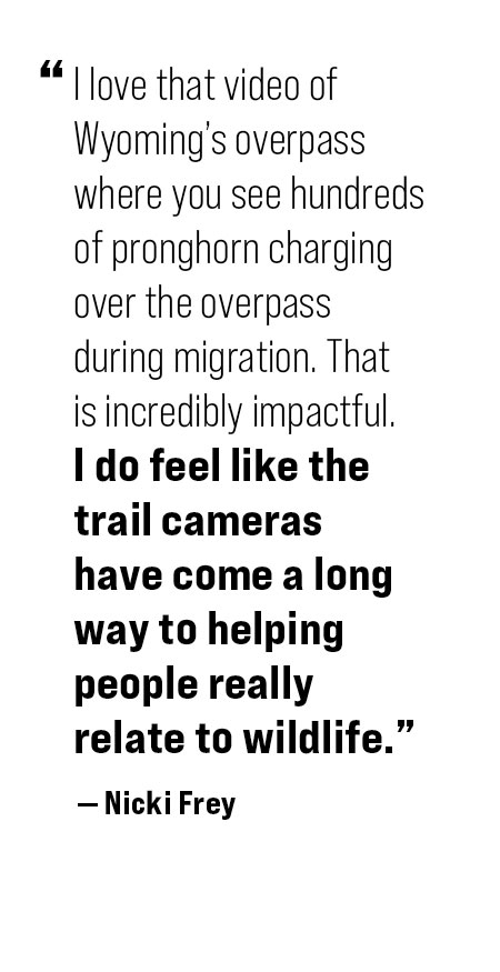 pull quote: I love that video of Wyoming's overpass where you see hundreds of pronghorn charging over the overpass during migration. That is incredibly impactful. I do feel like the trail cameras have come a long way to helping people really relate to wildlife." - Nicki Frey