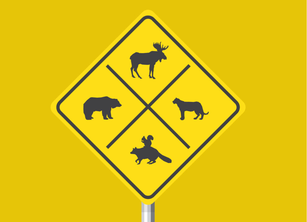 an illustration of a traffic sign. The yellow sign is divided into four sections, each picturing the black outline of a different animal. The top image is a moose, the next (going clockwise) is a mountain lion. The third is a racoon with a squirrel on its back, and the last is a bear.