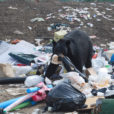 a black bear standing in the middle of a pile of trash it has gotten into. The bear is holding a bagel in its mouth.