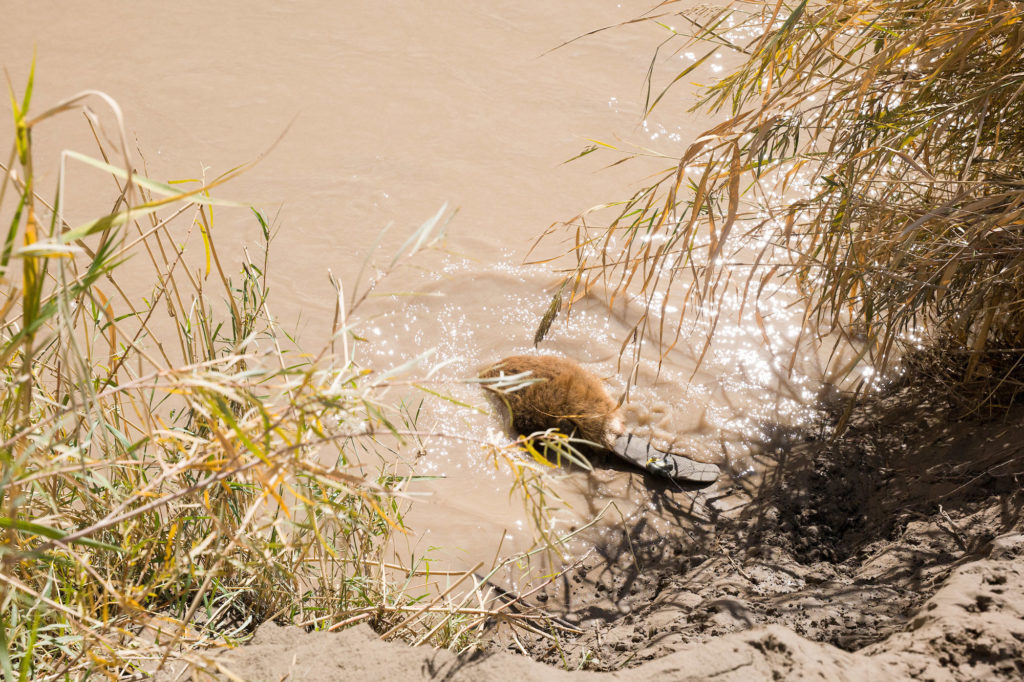 a beaver makes its way into the murky water of the Price River