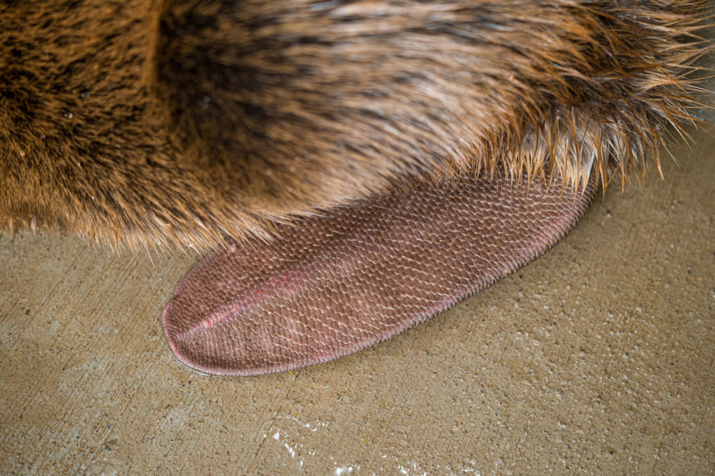 image of the flat, leather like tail of a beaver 