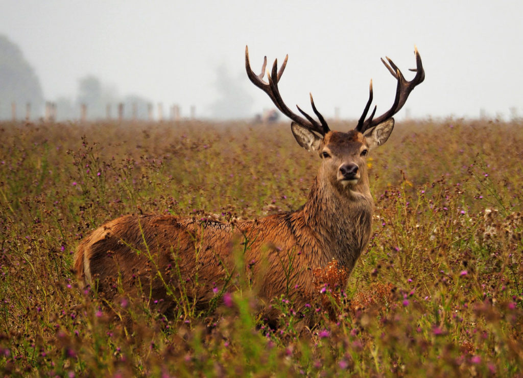 a majestic red deer stands in a field of purple flowers 