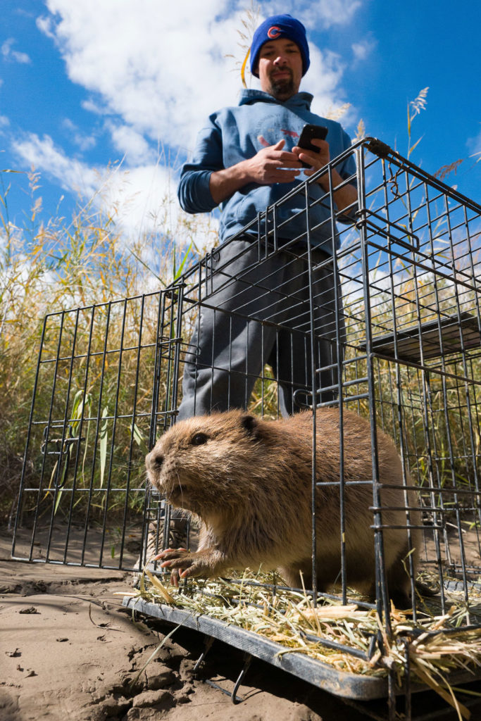 a beaver is released from a cage into the Price River