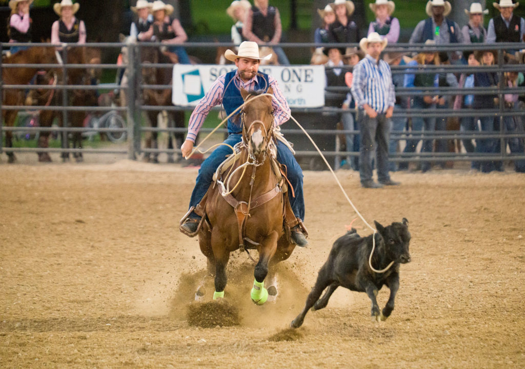 a man in denim and a pink striped shirt rides a brown horse and chases after a black calf. The lasso is around the calf's neck and about to be tightened.
