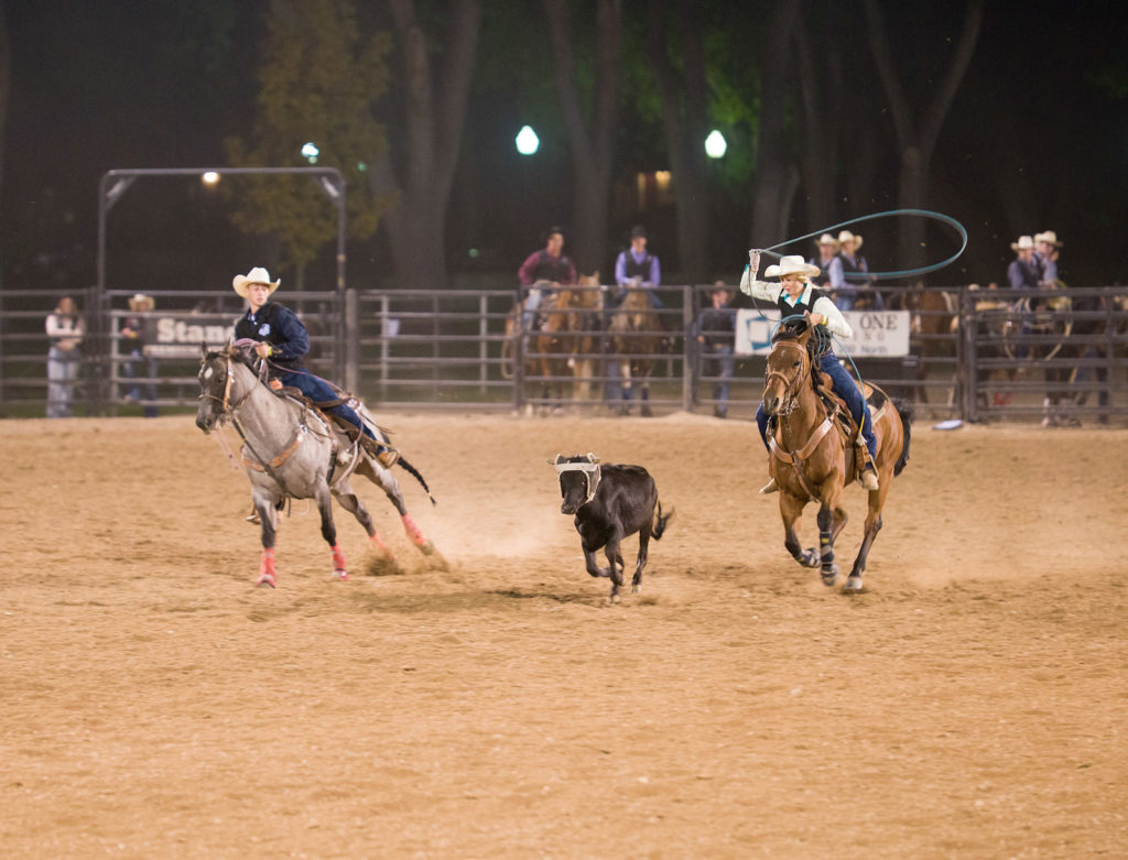Two riders chase down a black calf between them. The one on the right is about to unleash her lasso.