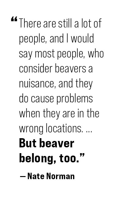 pull quote: There are still a lot of people, and I would say most people, who consider beavers a nuisance, and they do cause problems when they are in the wrong locations ...  But beaver belong too." - Nate Norman 