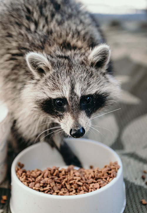 a racoon is caught eating from a cat bowl outside.
