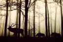 a deer is followed by two wild boar at dusk. The background is foggy and tree-covered.