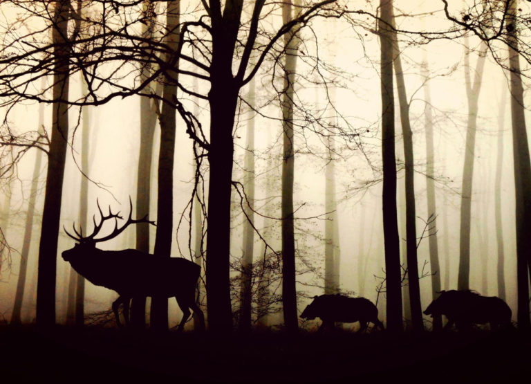 a deer is followed by two wild boar at dusk. The background is foggy and tree-covered.