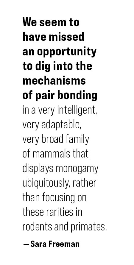 Pull quote: “We seem to have missed an opportunity to dig into the mechanisms of pair bonding in a very intelligent, very adaptable, very broad family of mammals that displays monogamy ubiquitously, rather than focusing on these rarities in rodents and primates.” – Sara Freeman