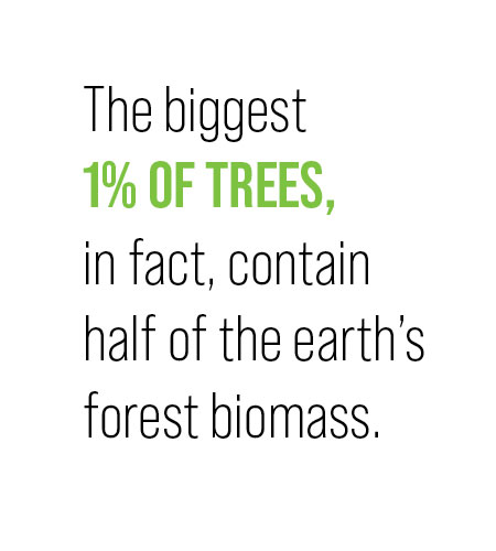 text image - The biggest 1% of trees, in fact, contain half of the earth's forest biomass
