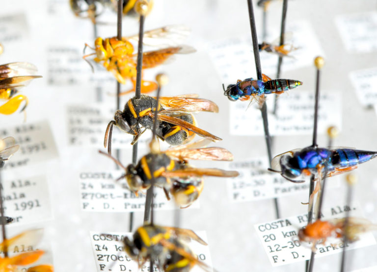 close-up of a row of yellow and black wasps. behind them is a row of metallic blue wasps on pins.