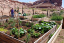 a Native American woman works in a garden surrounded by raised beds and flanked by red rock cliffs