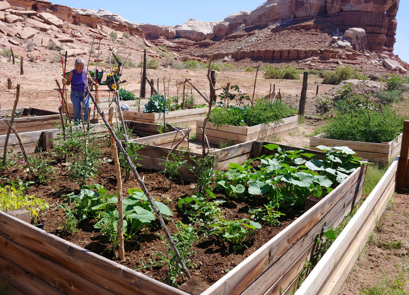 a Native American woman works in a garden surrounded by raised beds and flanked by red rock cliffs