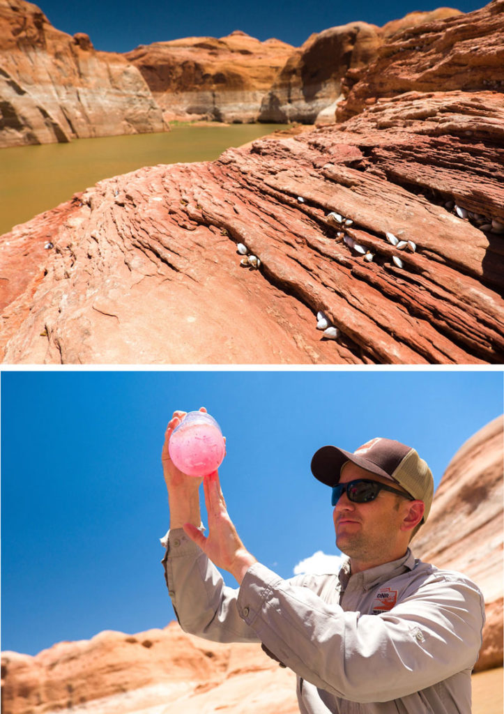upper photo: invasive mussels cluster along the side of Lake Powell. Below: Dan Keller holds a pink solution in a jar containing tiny fish specimens