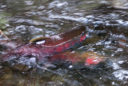 a flash of wild salmon in a river.