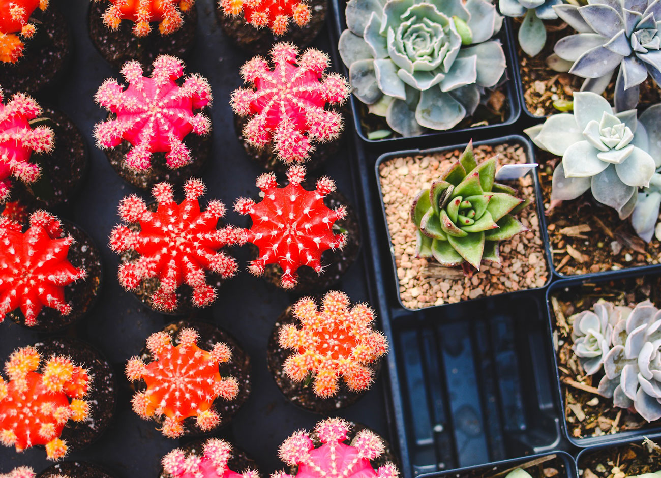 a photo showing two trays of succulents. A bright red and a dull green,
