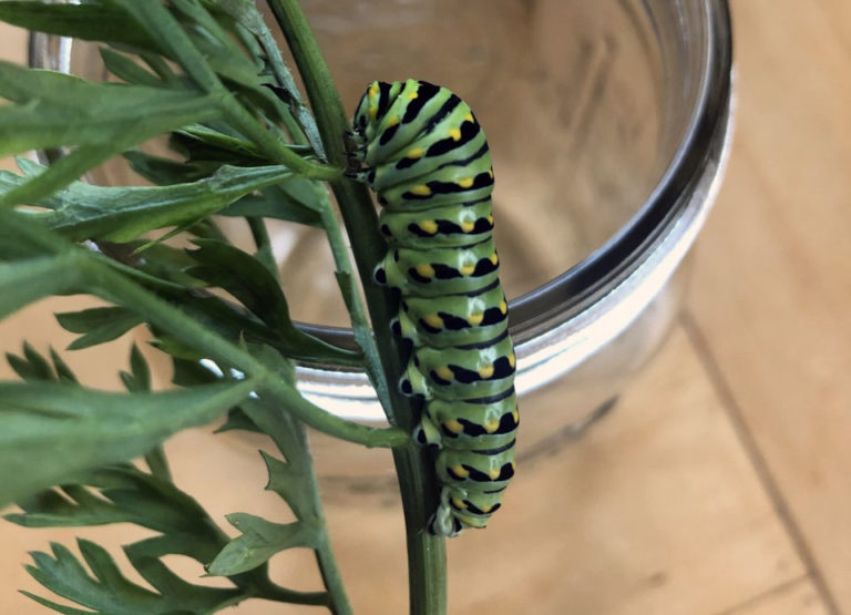 a swallowtail caterpillar clings to carrot tops