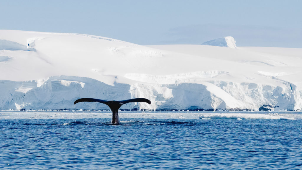 Whale tail out of water near Antarctica.