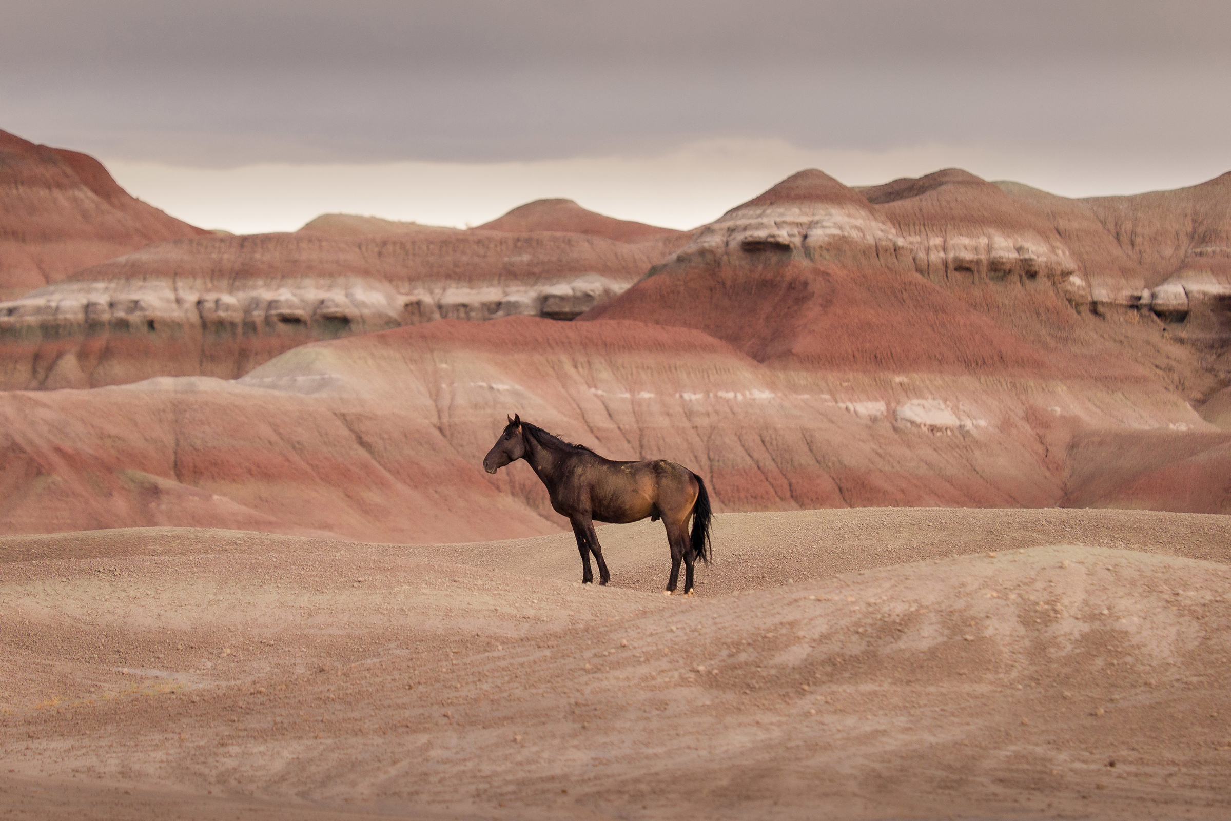 A lone wild mustang stands amidst the painted rocks of Central Utah's desert country.