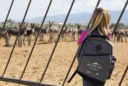 A young girl looks through a fence at wild burros at a BLM holding facility in Axtell, Utah.