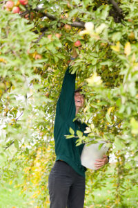 A member of the USU gleaning team reaches up into a tree to harvest a late fall apple while holding a bucket in her other hand.