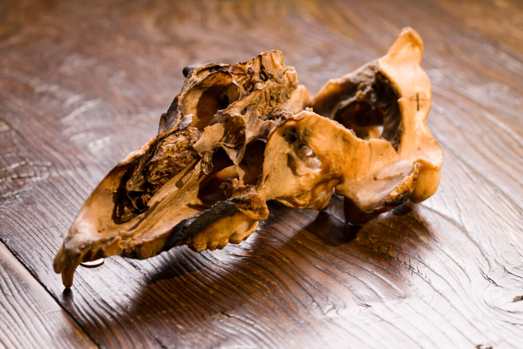 The broken and charred remains of the skull of a grizzly bear known locally as Old Ephraim sit on a wood table.