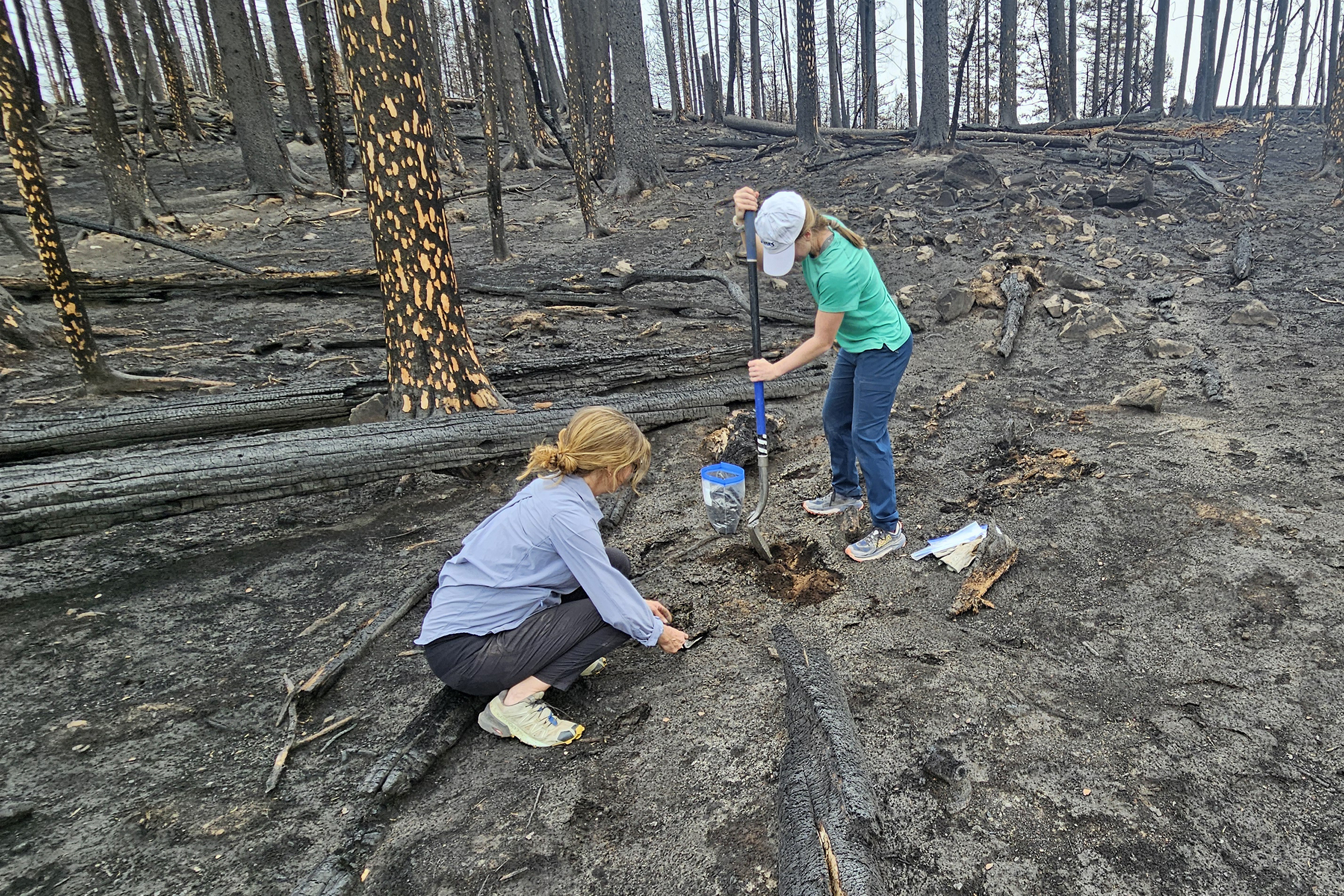 Two women collect samples from a burn scar for research.