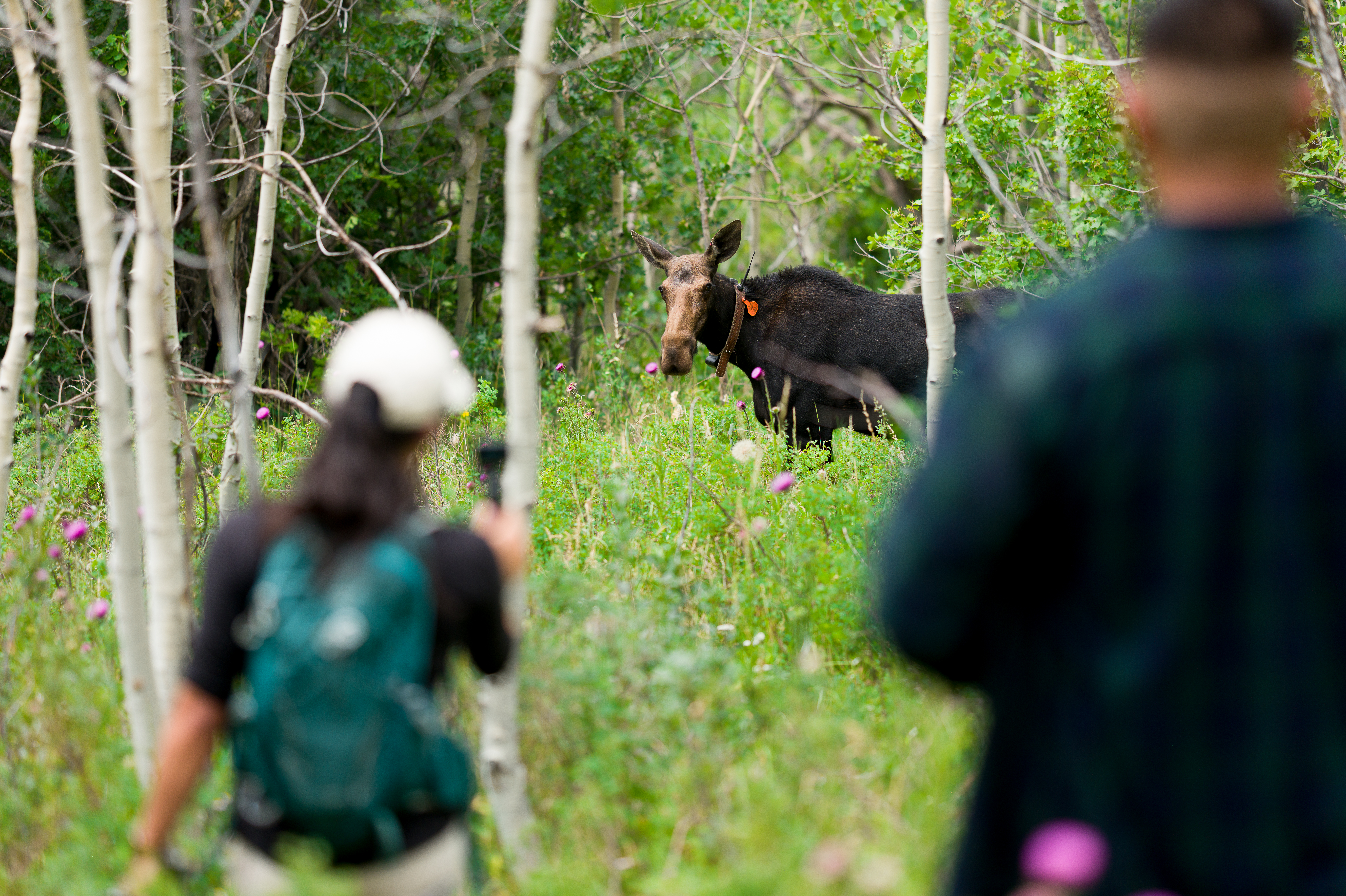 A man and woman in the foreground use a device to locate a collared moose in the distance between some trees.
