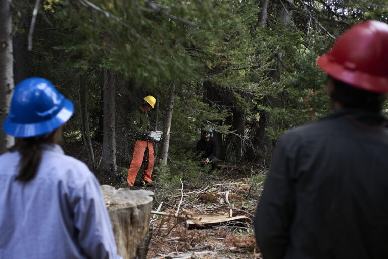 A man chainsaws a tree while two people in the foreground watch.