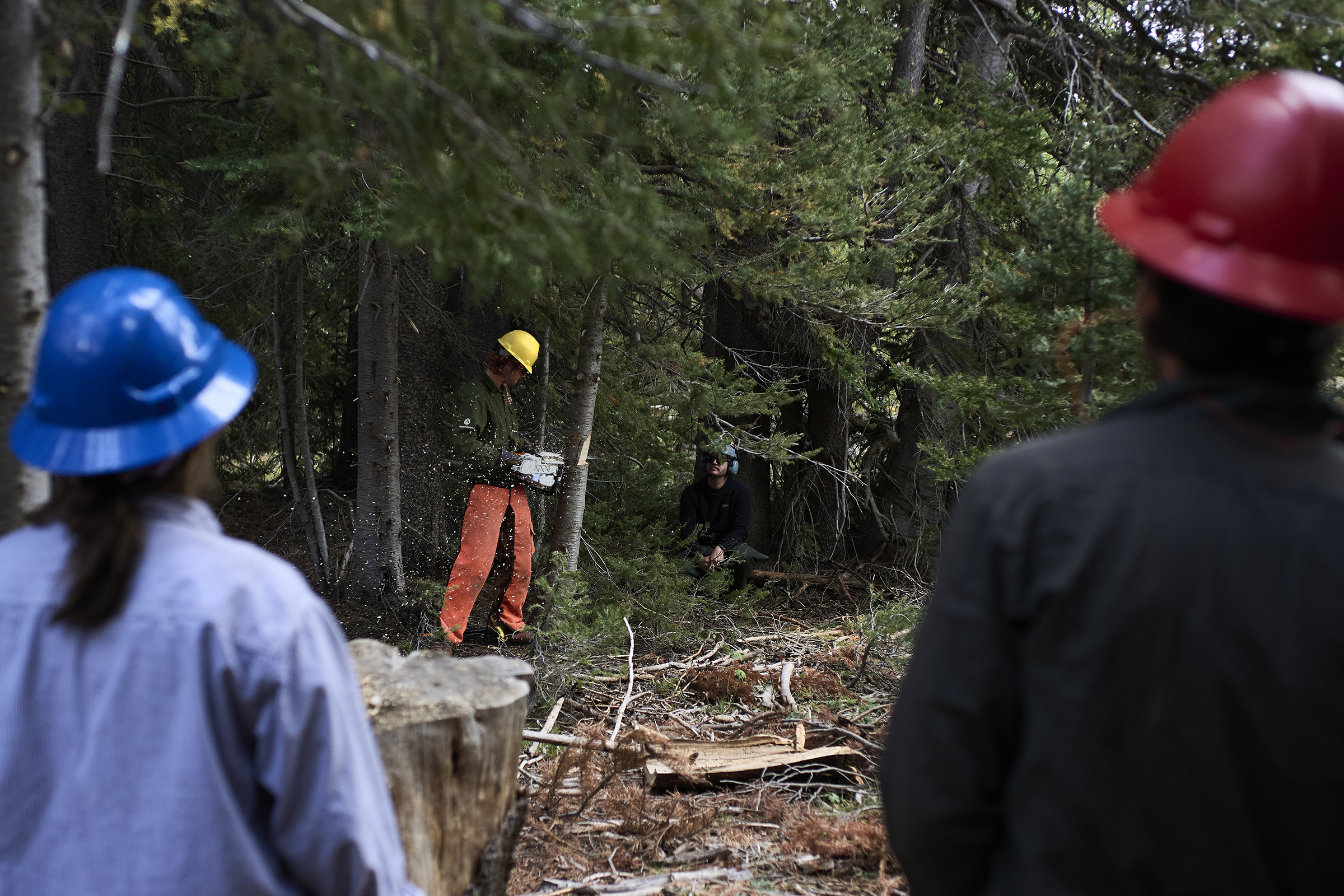 A man chainsaws a tree while two people in the foreground watch.